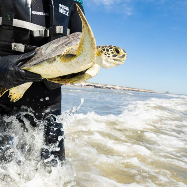 About Wildlife Rescue | Texas State Aquarium