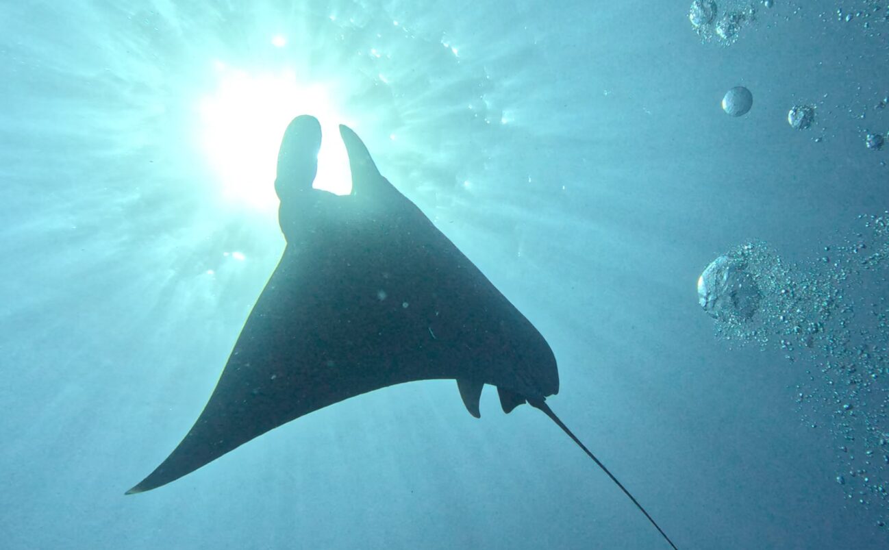 Conservation & Wildlife Rescue | Texas State Aquarium